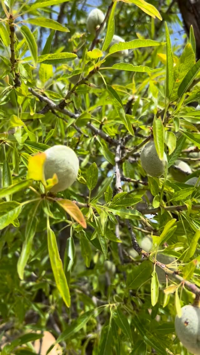 Amandelen die in de Spaanse zon aan de boom groeien.