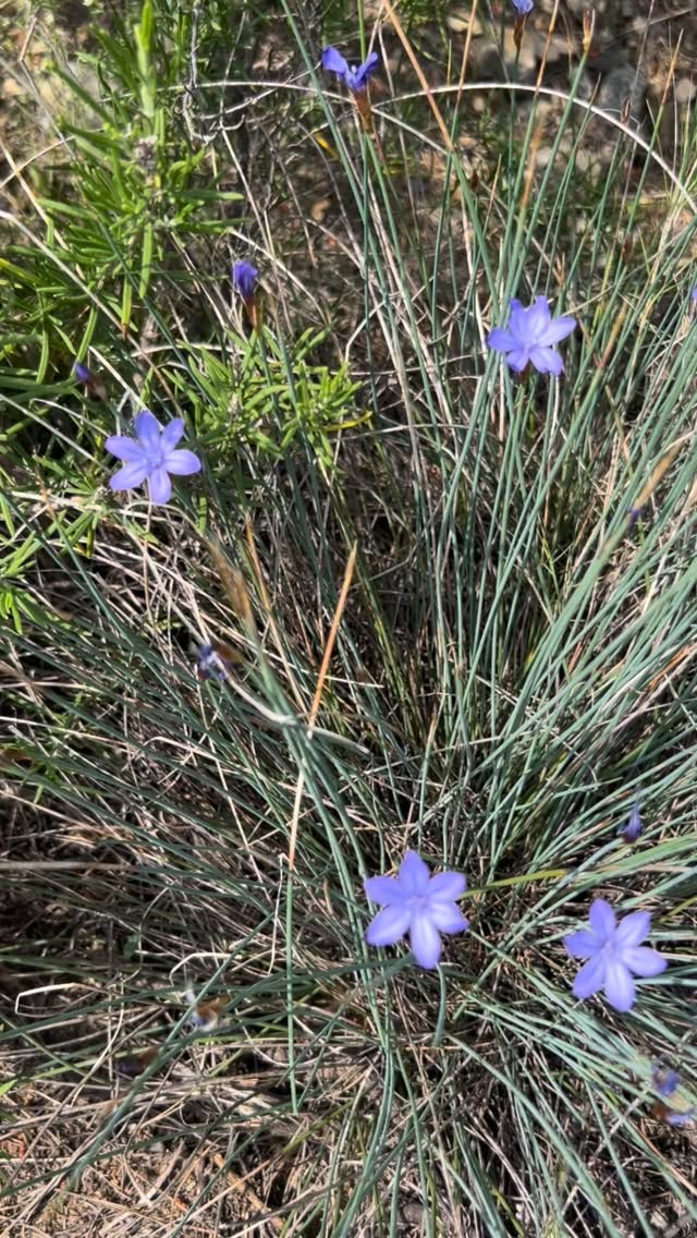Wilde bloemen op het land van Finca Amor Mundi.