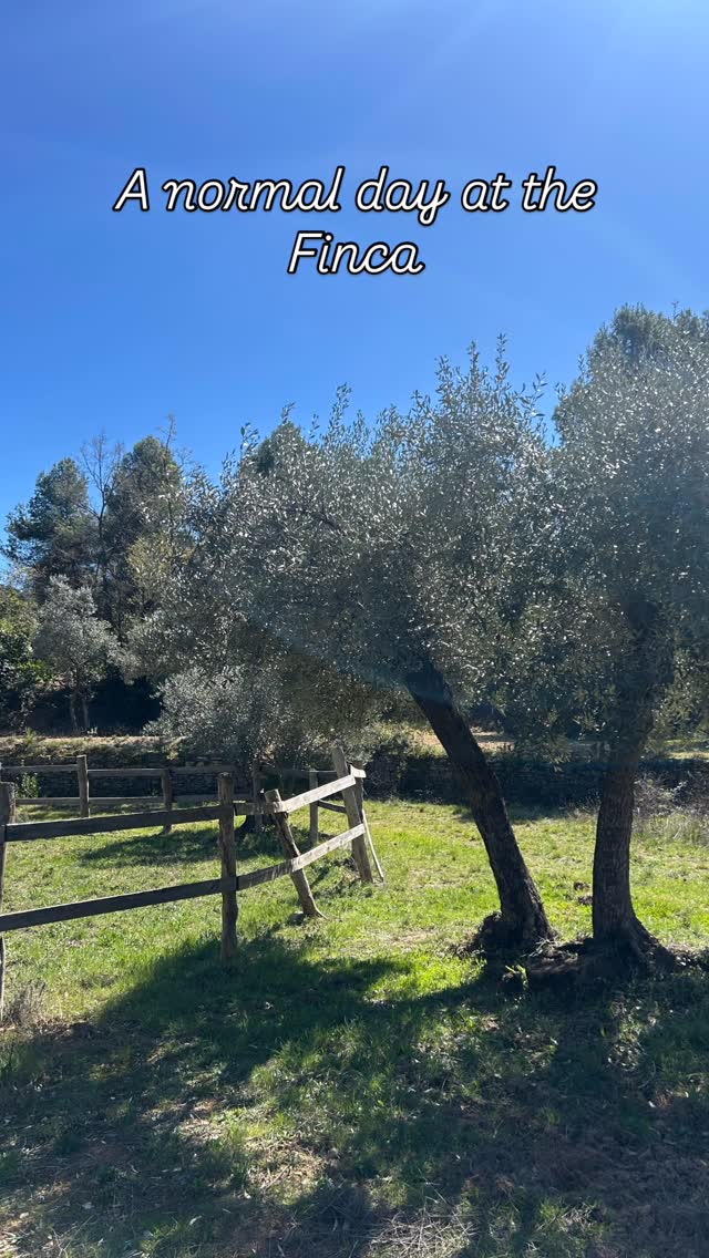 Een zonnige dag tussen de olijfbomen op het land.